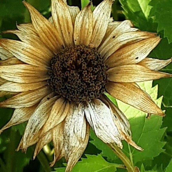 Heliopsis helianthoides Fruit