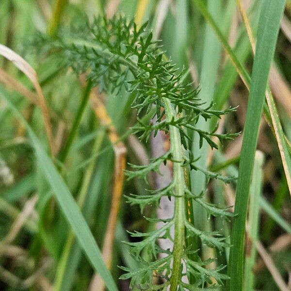 Achillea nobilis Levél