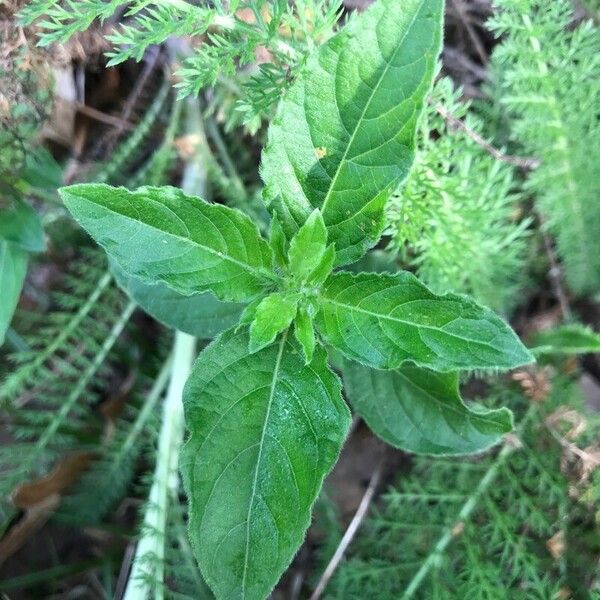 Ruellia humilis Leaf