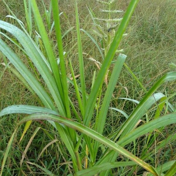 Echinochloa crus-galli Leaf