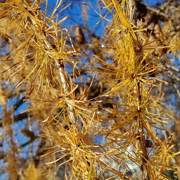 Larix decidua Листок