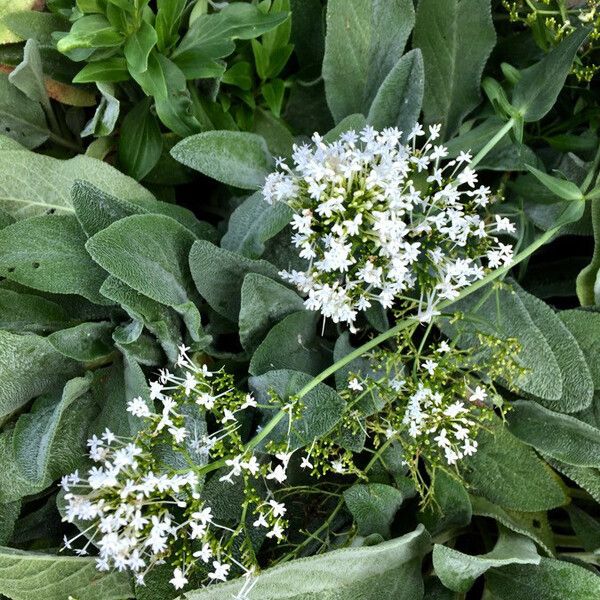 Centranthus ruber Flors