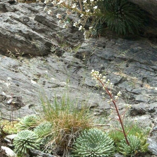 Saxifraga longifolia Flower