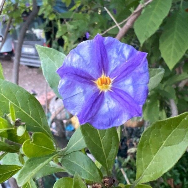 Lycianthes lycioides Flower