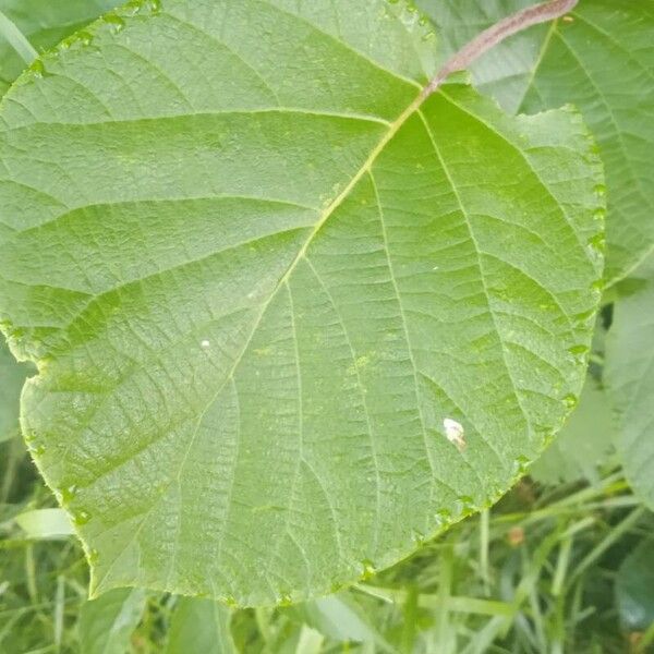 Actinidia chinensis Lapas