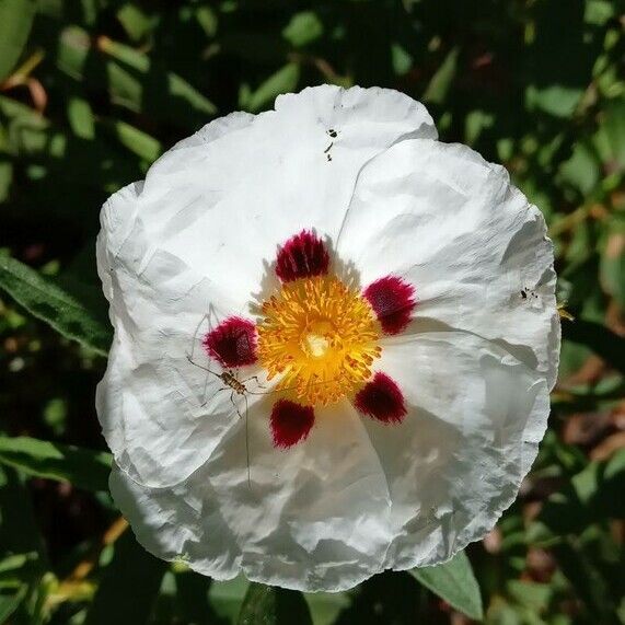 Cistus ladanifer Λουλούδι