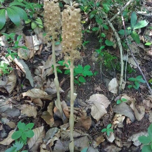 Neottia nidus-avis Flower