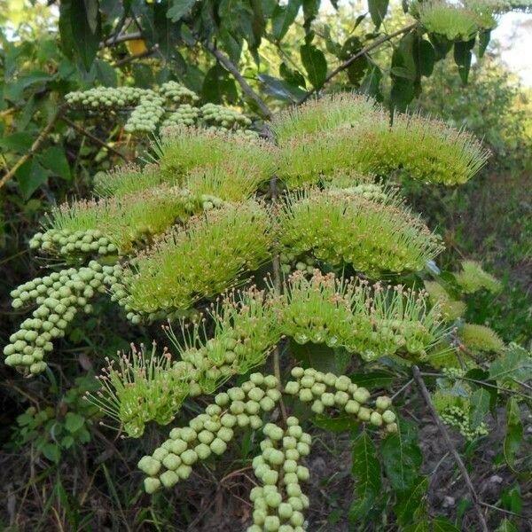 Combretum laxum Flor