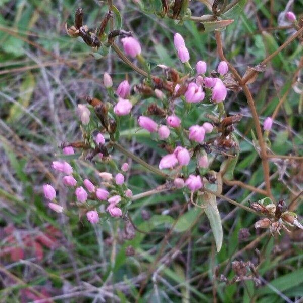 Centaurium erythraea Flower