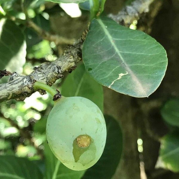 Garcinia livingstonei Vili