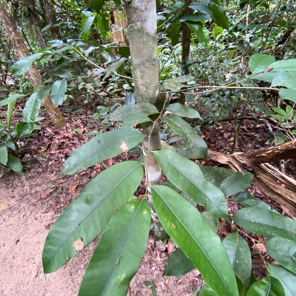 Naucleopsis oblongifolia Лист