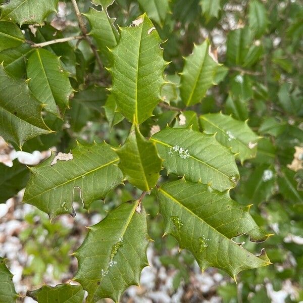 Ilex opaca Lapas