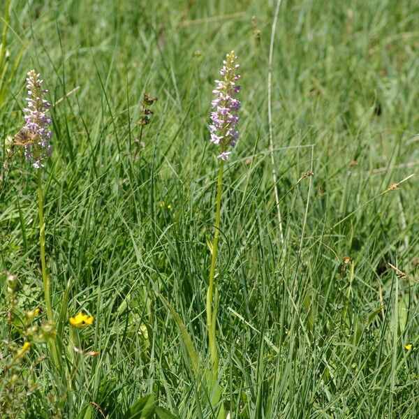 Gymnadenia conopsea Buveinė