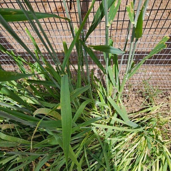 Triticum aestivum Blatt