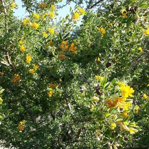 Medicago arborea Flor