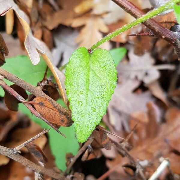 Campanula glomerata Leaf