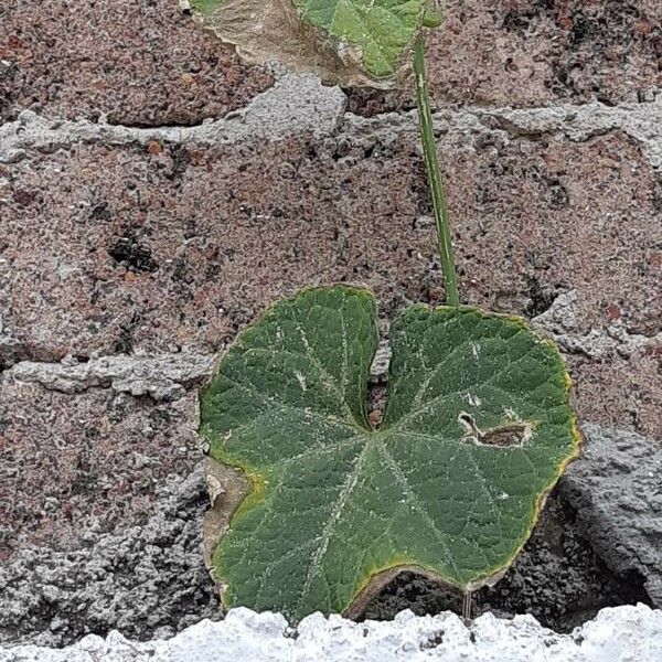 Cucumis prophetarum Leaf