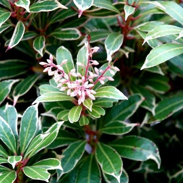 Pieris japonica ഇല