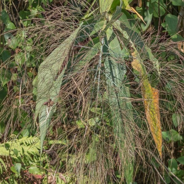 Thysanolaena latifolia Flors