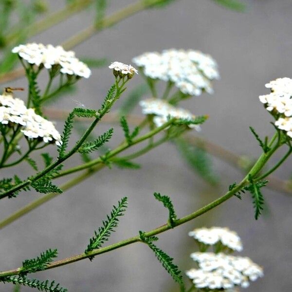 Achillea nobilis Hàbitat