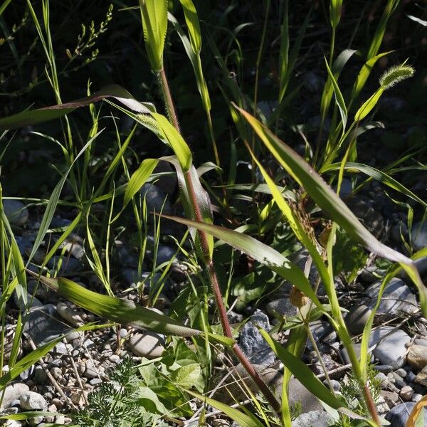 Panicum capillare Ліст