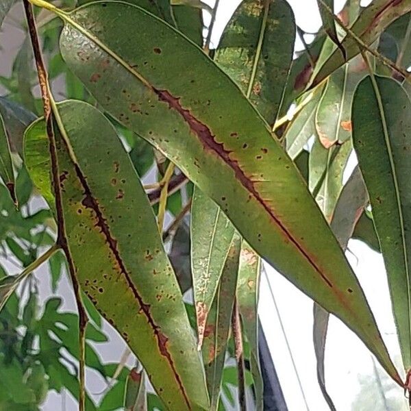 Corymbia citriodora Φύλλο