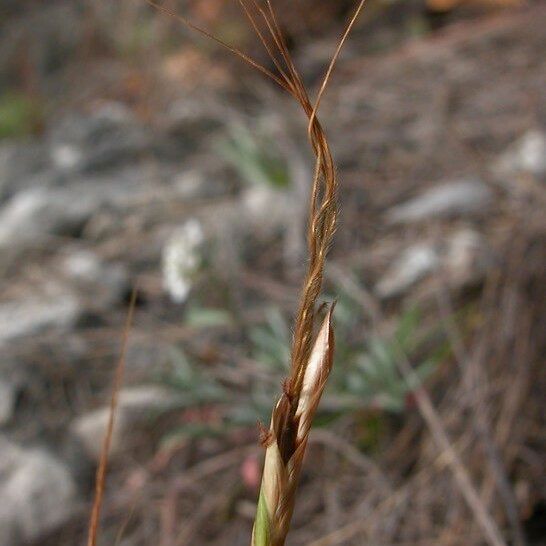 Heteropogon contortus Kvet