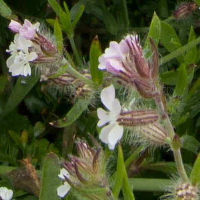 Silene gallica Blomma