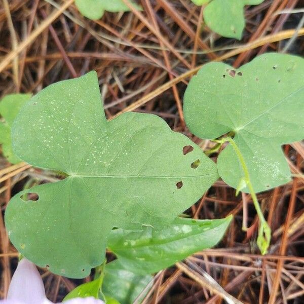 Ipomoea cordatotriloba Fuelha