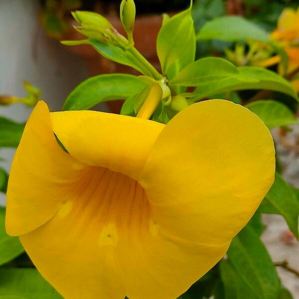 Allamanda cathartica ᱵᱟᱦᱟ