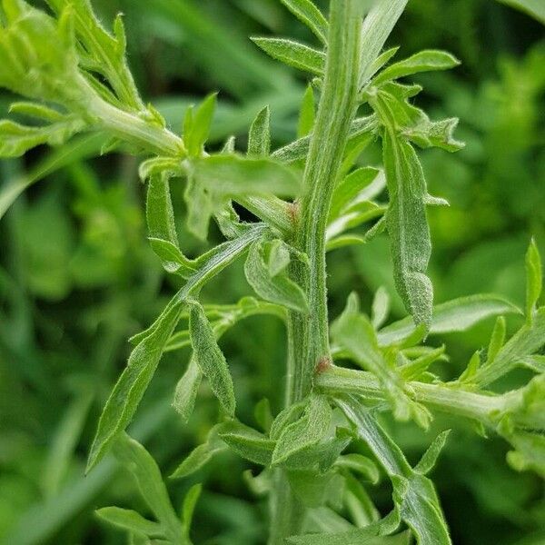 Centaurea diffusa Кара