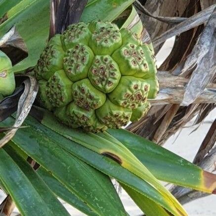 Pandanus tectorius 果實