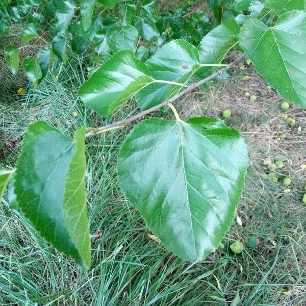 Maclura pomifera Fuelha