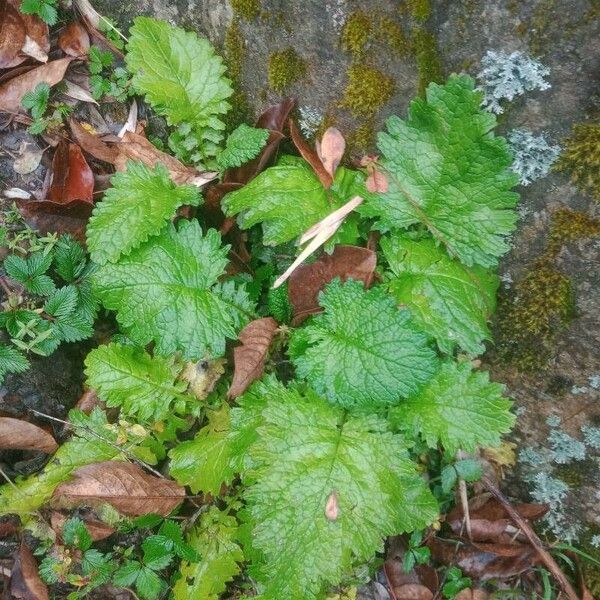 Scrophularia vernalis Листок