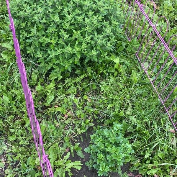 Malva verticillata Folha