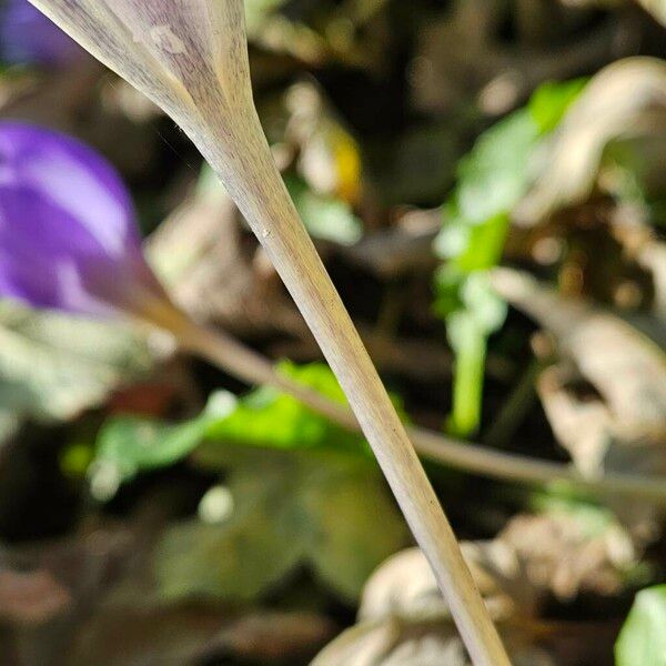 Crocus speciosus Rinde