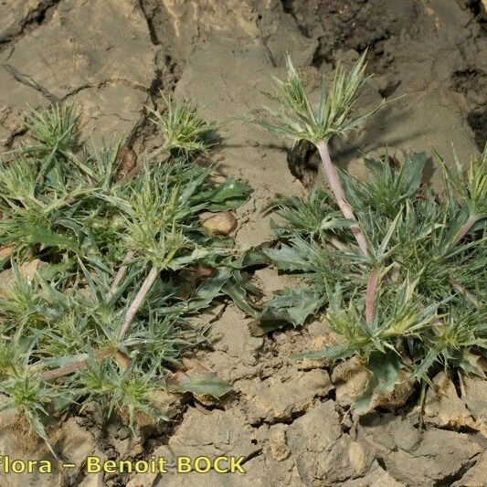 Eryngium galioides Staniste