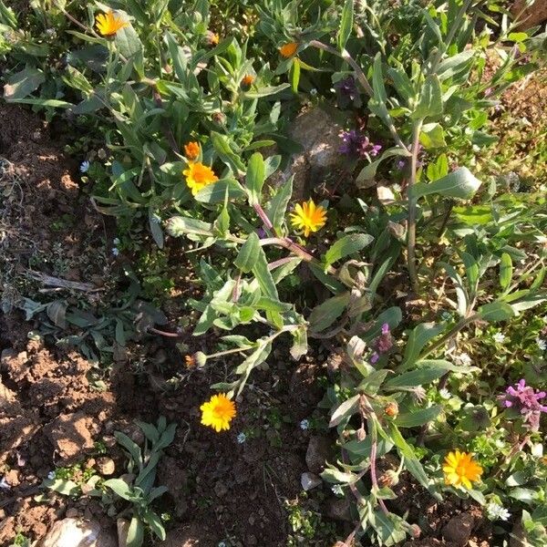 Calendula arvensis ഇല