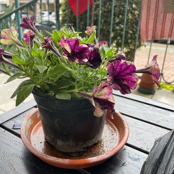 Petunia integrifolia Kvet