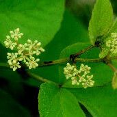 Cissus erosa Flor