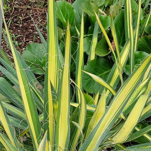 Yucca filamentosa Fulla