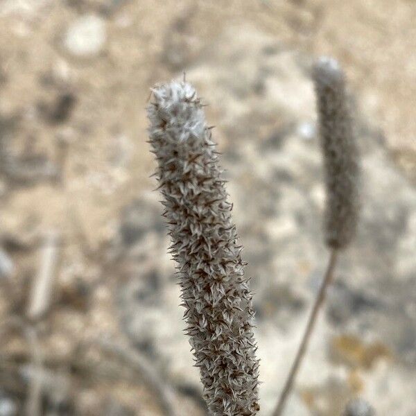 Plantago lagopus Frutto