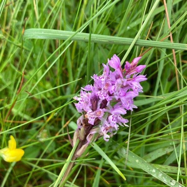 Dactylorhiza incarnata Fiore