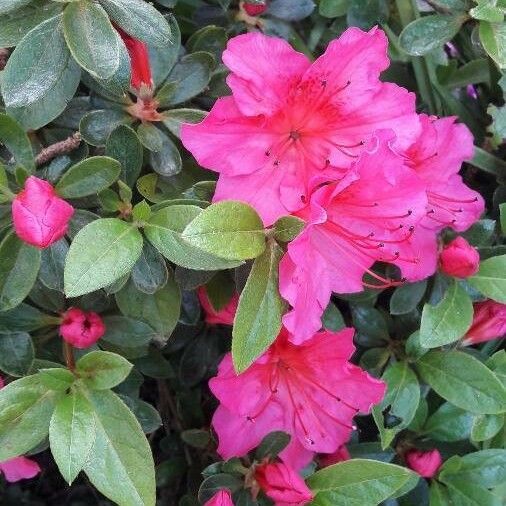 Rhododendron simsii Flower