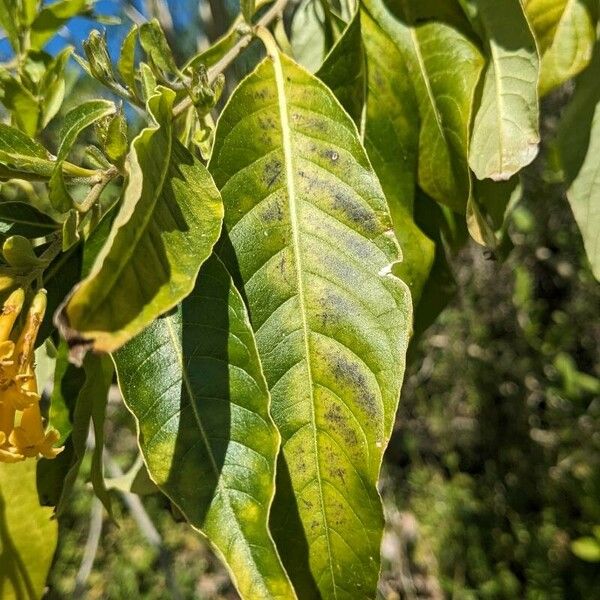 Cestrum aurantiacum Hoja