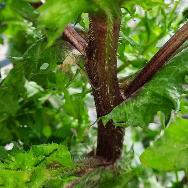 Urospermum picroides Bark