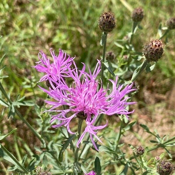 Centaurea stoebe Кветка