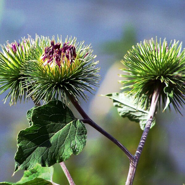 Arctium lappa Flors