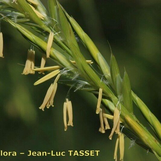 Brachypodium rupestre Blomst