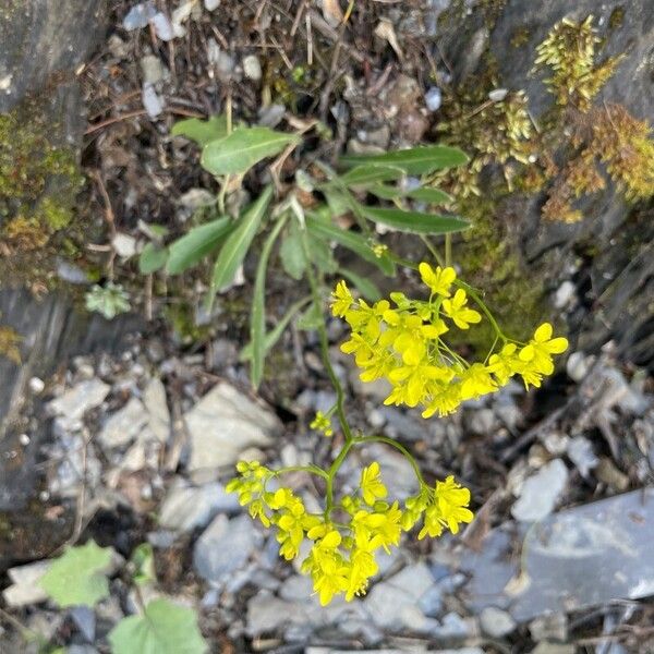 Biscutella laevigata Агульны выгляд